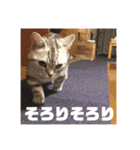 ねこスタンプ(サニー)（個別スタンプ：25）