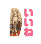 ねこスタンプ(サニー)（個別スタンプ：26）