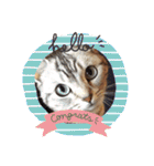 ねこスタンプ(サニー)（個別スタンプ：29）