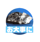 ねこスタンプ(サニー)（個別スタンプ：31）