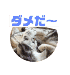 ねこスタンプ(サニー)（個別スタンプ：32）