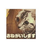 ねこスタンプ(サニー)（個別スタンプ：33）