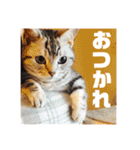 ねこスタンプ(サニー)（個別スタンプ：34）