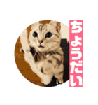 ねこスタンプ(サニー)（個別スタンプ：36）
