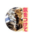 ねこスタンプ(サニー)（個別スタンプ：37）