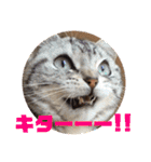 ねこスタンプ(サニー)（個別スタンプ：38）