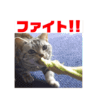ねこスタンプ(サニー)（個別スタンプ：39）