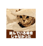 ねこスタンプ(サニー)（個別スタンプ：40）