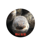 ウツボも可愛いんです（個別スタンプ：1）