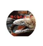 ウツボも可愛いんです（個別スタンプ：3）