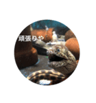 ウツボも可愛いんです（個別スタンプ：4）