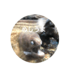 ウツボも可愛いんです（個別スタンプ：9）