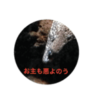 ウツボも可愛いんです（個別スタンプ：11）