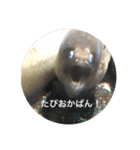 ウツボも可愛いんです（個別スタンプ：16）