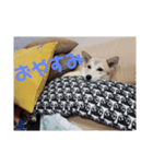 こむちゃんスタンプ！！（個別スタンプ：6）