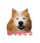 シンコちゃんとゆかいな仲間（個別スタンプ：1）