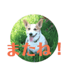 シンコちゃんとゆかいな仲間（個別スタンプ：3）