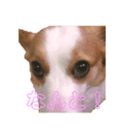 シンコちゃんとゆかいな仲間（個別スタンプ：5）