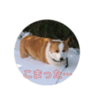 シンコちゃんとゆかいな仲間（個別スタンプ：6）