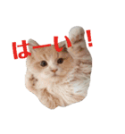うちのスコティッシュ【日常使い】（個別スタンプ：2）