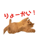うちのスコティッシュ【日常使い】（個別スタンプ：3）
