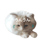 うちのスコティッシュ【日常使い】（個別スタンプ：4）