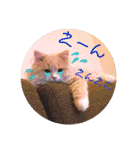 うちのスコティッシュ【日常使い】（個別スタンプ：6）