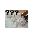うちのスコティッシュ【日常使い】（個別スタンプ：7）