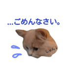 うちのスコティッシュ【日常使い】（個別スタンプ：8）