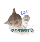 うちのスコティッシュ【日常使い】（個別スタンプ：11）
