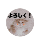 うちのスコティッシュ【日常使い】（個別スタンプ：12）