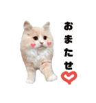 うちのスコティッシュ【日常使い】（個別スタンプ：15）