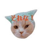 うちのスコティッシュ【日常使い】（個別スタンプ：19）