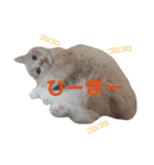 うちのスコティッシュ【日常使い】（個別スタンプ：24）