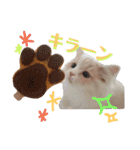 うちのスコティッシュ【日常使い】（個別スタンプ：26）