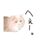 うちのスコティッシュ【日常使い】（個別スタンプ：27）