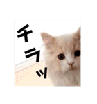 うちのスコティッシュ【日常使い】（個別スタンプ：28）