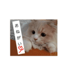うちのスコティッシュ【日常使い】（個別スタンプ：31）