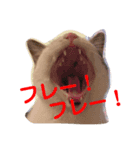 うちのこてつ君2（個別スタンプ：3）