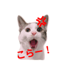 うちのこてつ君2（個別スタンプ：6）