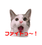 うちのこてつ君2（個別スタンプ：8）
