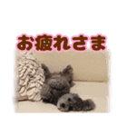 トイプードル「ぷりん」の便利なスタンプ（個別スタンプ：3）