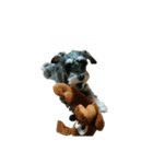 ミニチュアシュナウザー ラヴィ（個別スタンプ：2）