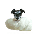 ミニチュアシュナウザー ラヴィ（個別スタンプ：3）