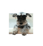 ミニチュアシュナウザー ラヴィ（個別スタンプ：7）