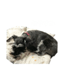 ミニチュアシュナウザー ラヴィ（個別スタンプ：14）