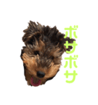 シェリースタンプ3（個別スタンプ：11）