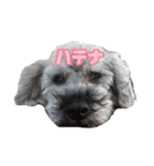 マジで身内しか使えないスタンプ（個別スタンプ：3）