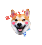 柴犬ちょろのスタンプ～Choro's Life～（個別スタンプ：1）