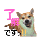 柴犬ちょろのスタンプ～Choro's Life～（個別スタンプ：6）